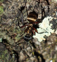 Ant